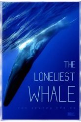 Самый одинокий кит на планете: в поисках Пятидесятидвухгерцового кита